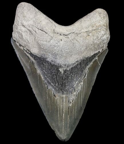 Serrated, Fossil Megalodon Tooth - Georgia #80094